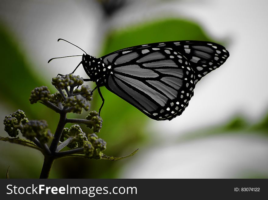 White and Black Monarch Butterfly on Green Plant