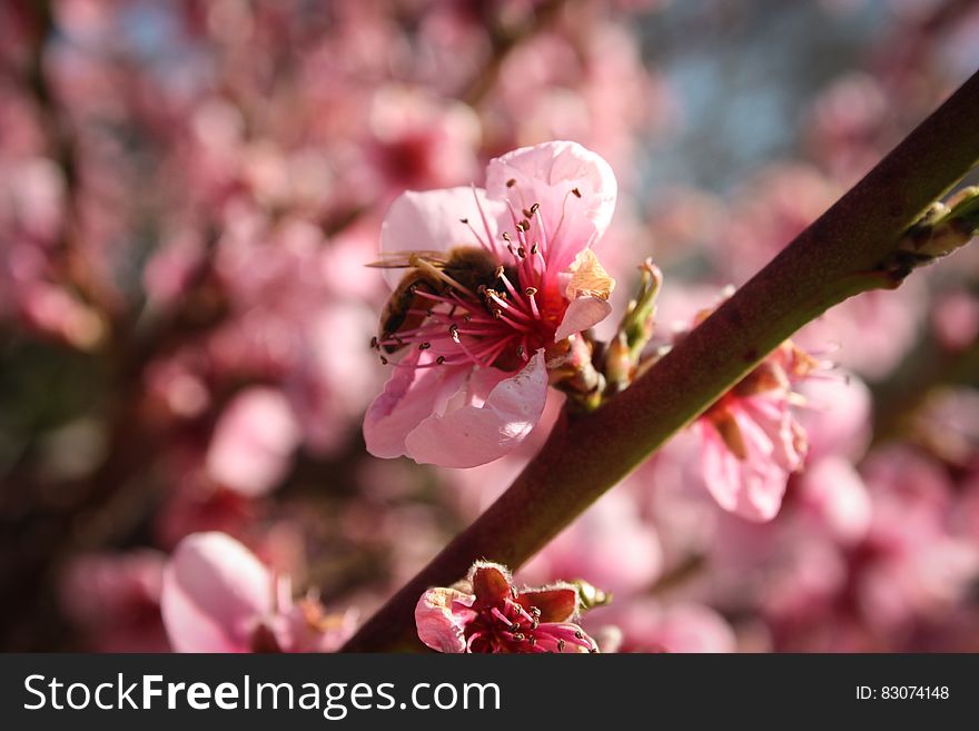 Pink Flowers