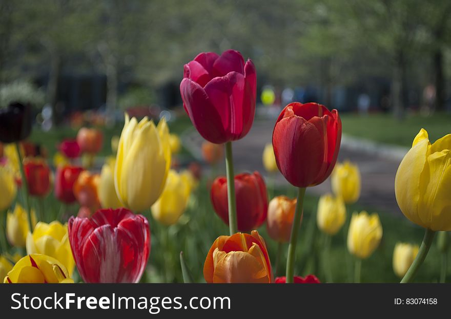 A park with a flower bed of colorful tulips.