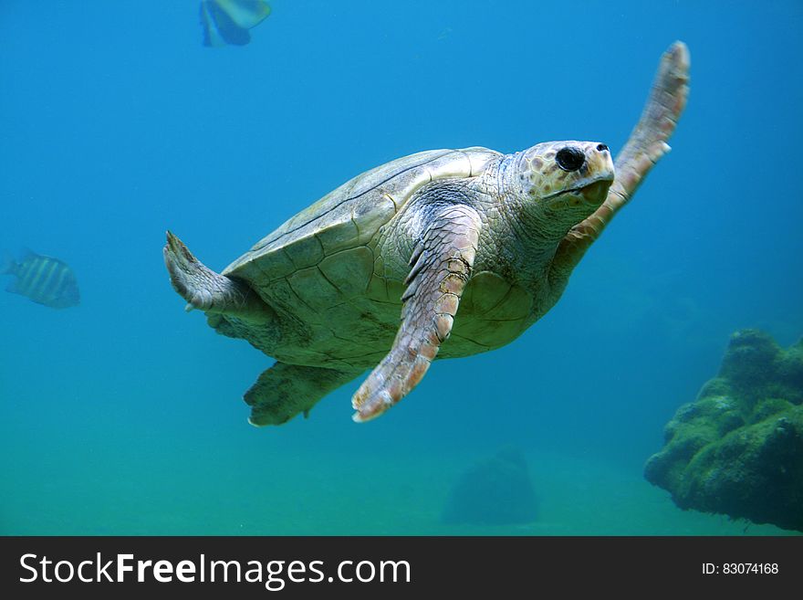 A sea turtle swimming underwater.
