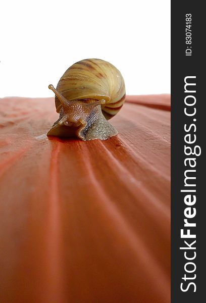 Brown Snail on Red Surface