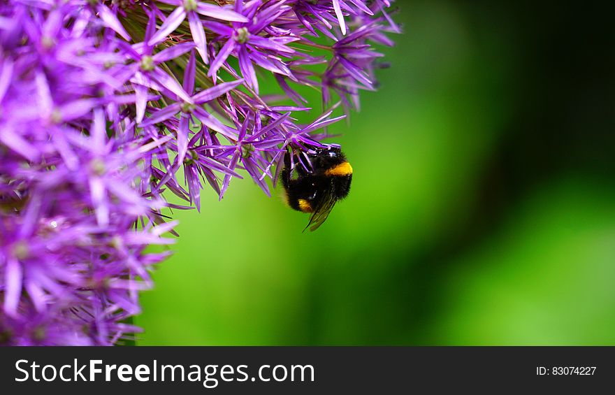 Close up of bee on purple flower.