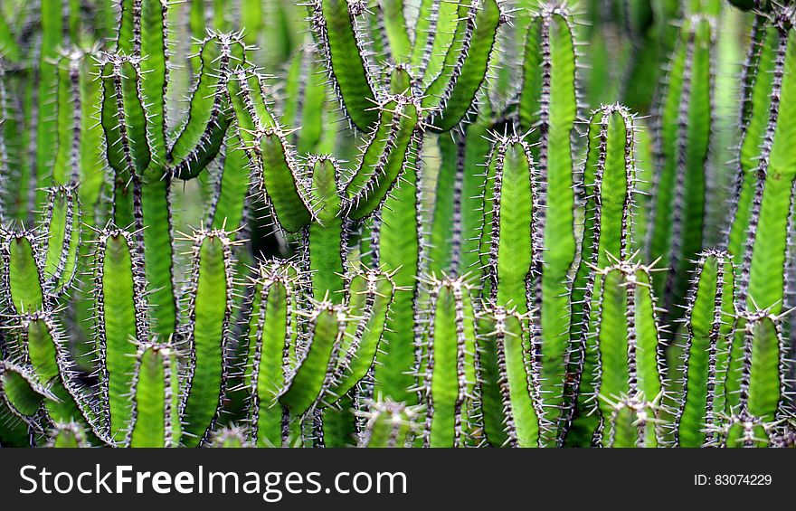 Close up abstraction of green cactus with thorns. Close up abstraction of green cactus with thorns.