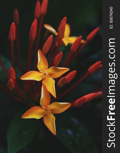 Close up of ixora flowers on black background.