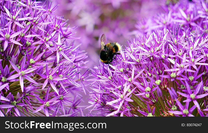 Black and Yellow Bee on Purple and White Flower during Day Time