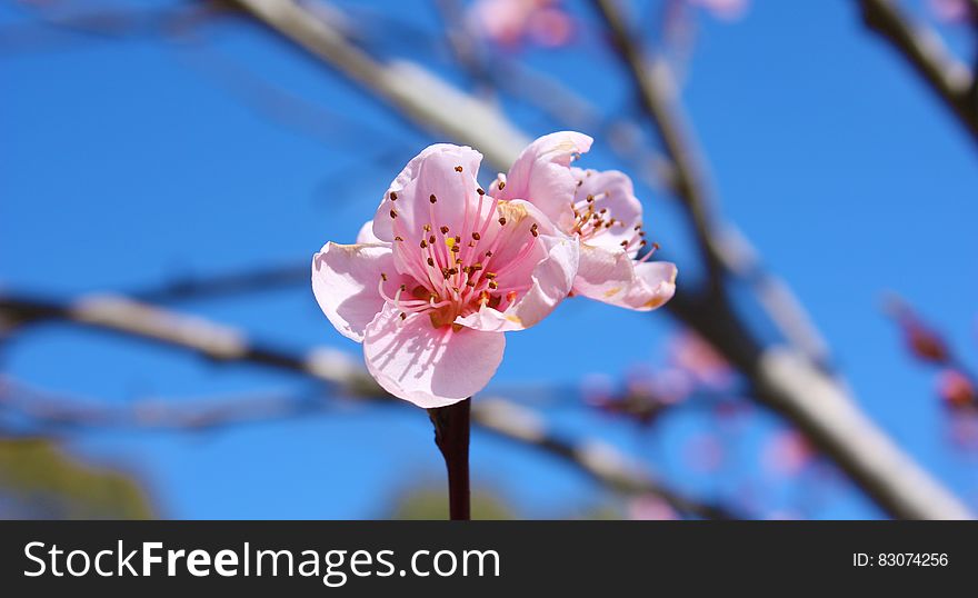 Close up of spring pink bloom on branches in sunny garden. Close up of spring pink bloom on branches in sunny garden.