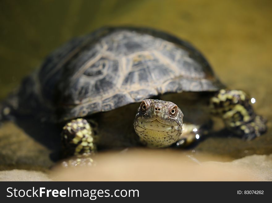 Turtle Portrait