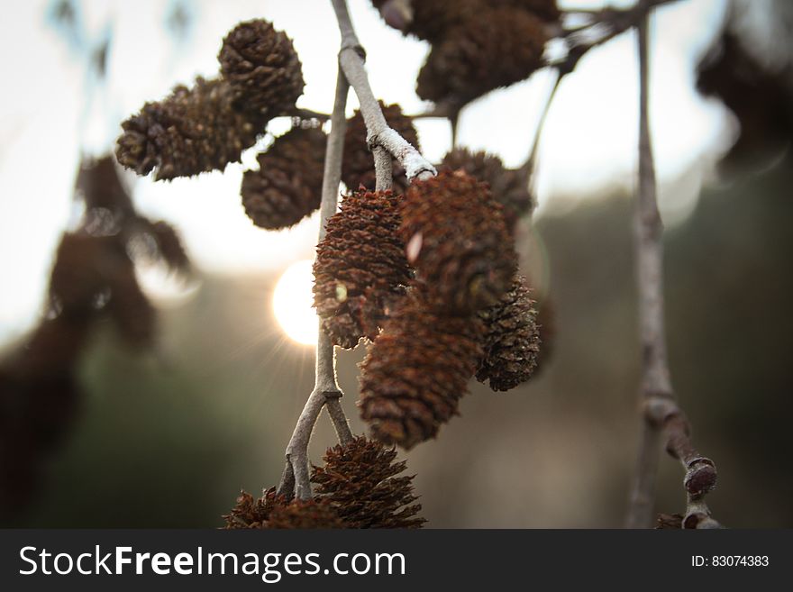 Gray And Brown Tree