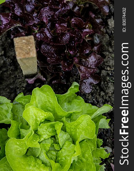 Green and Purple Lettuce on Ground