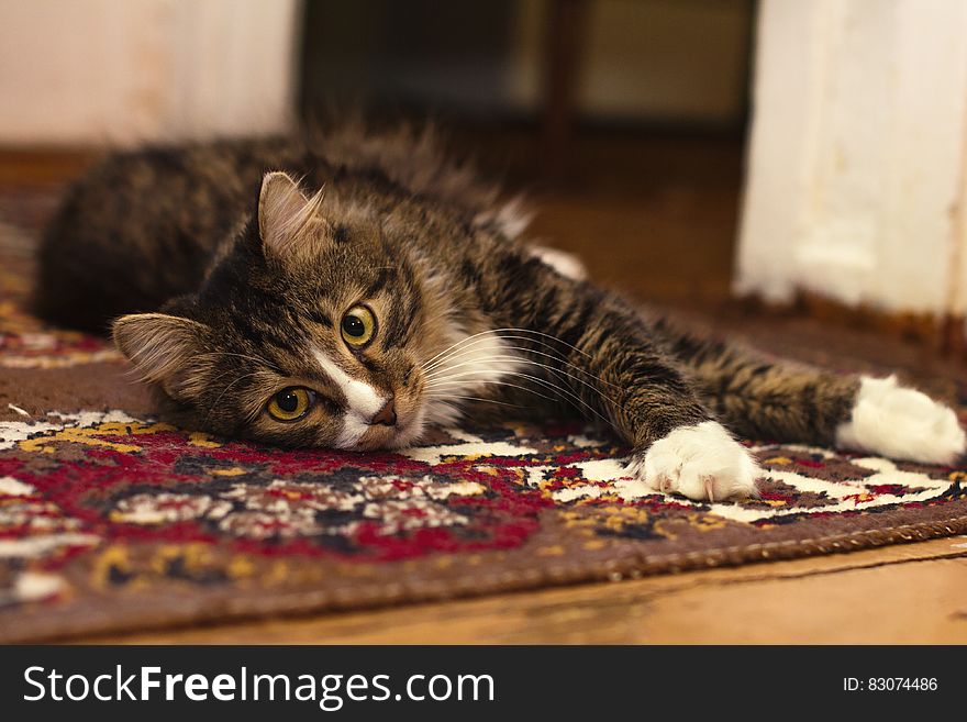 Black Gray and White Tabby Cat Resting in Brown Red Black and White Rug