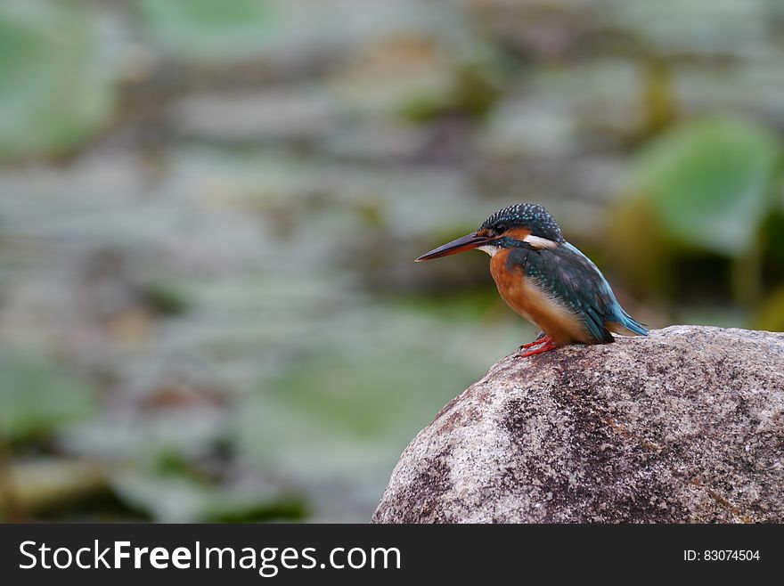 Black And Orange Long Beak Bird On Brown Rock During Daytime