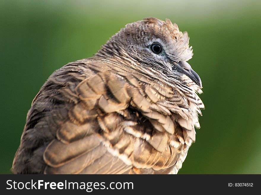 Focus Photography of Brown and Black Bird