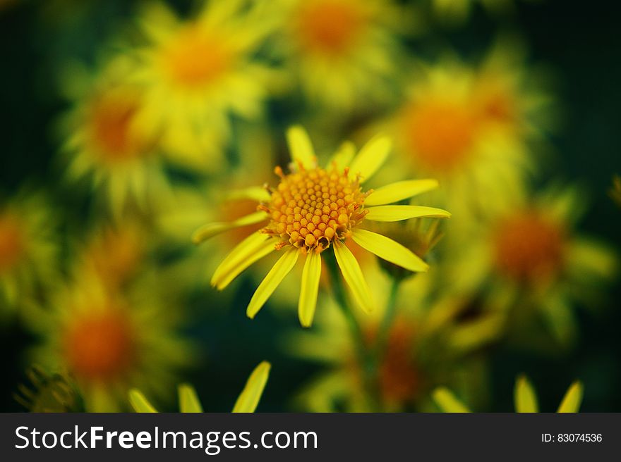 Yellow And Orange Petal Flower