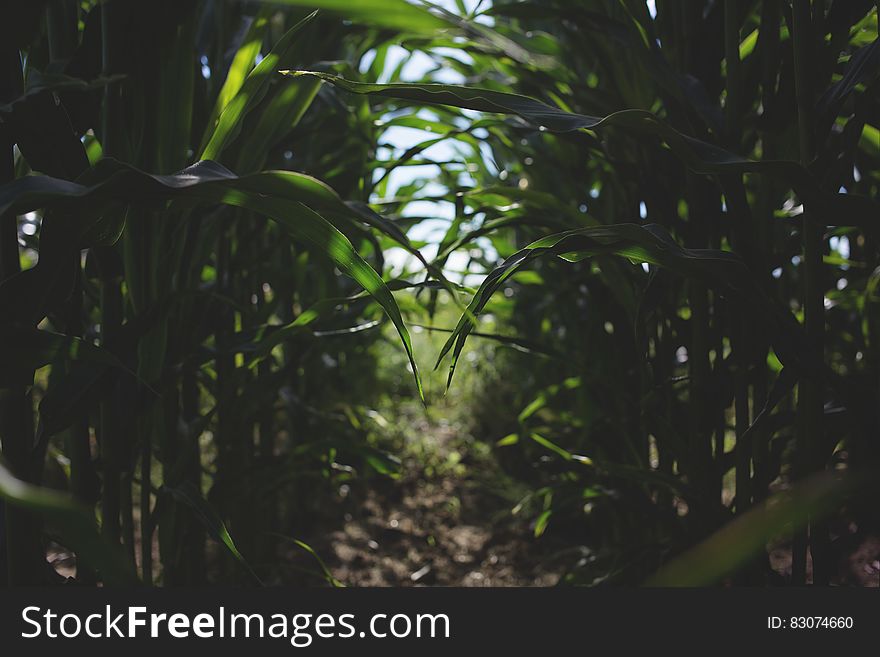 Green Leaf Plot Plant