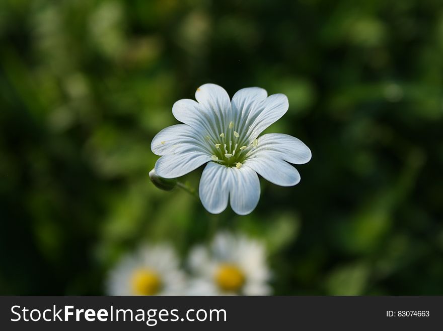 White Petaled Flower In Selective Focus Photography