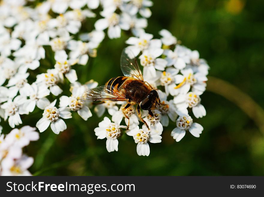 Brown and Black Honey Bee on White Flower Near Green Plants during Daytime