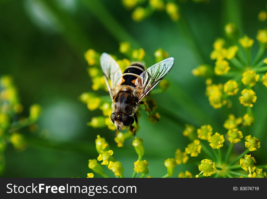 Bee Nearby Yellow Cluster Petal Flower