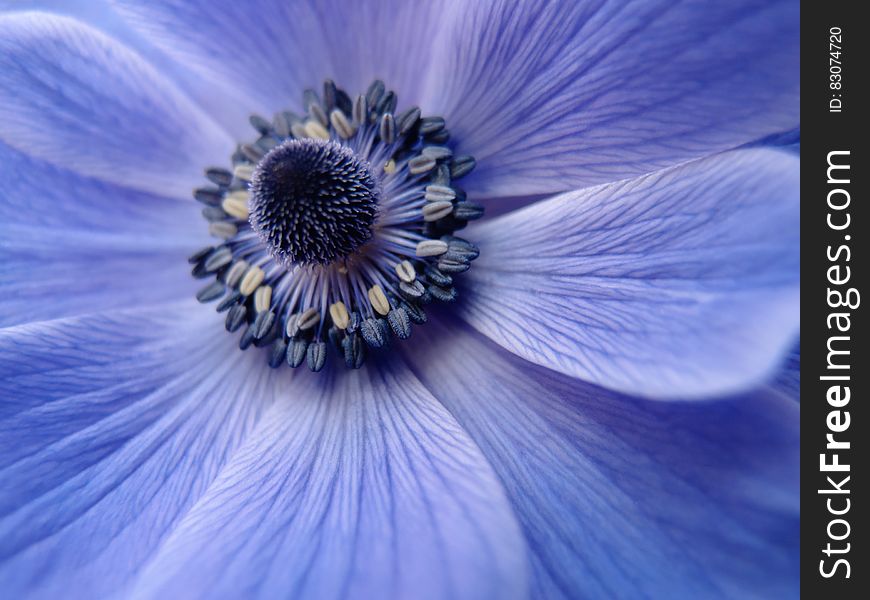 Purple Petaled Flower