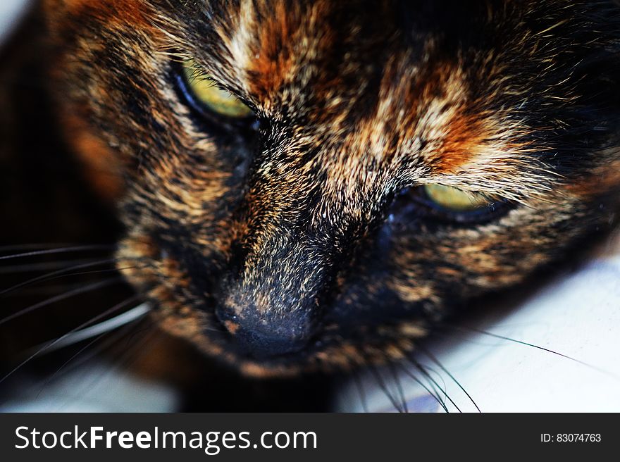 Photography Of Orange Brown And White Face Of Cat