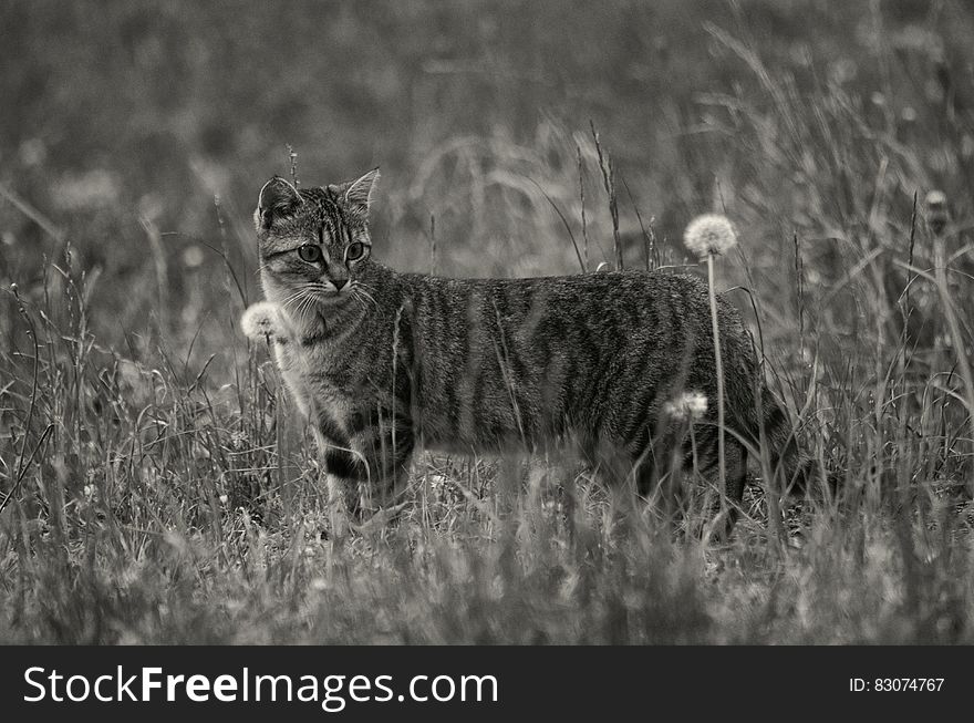 Grayscale Photo of Short Furred Medium Size Cat on the Grass and Flowers