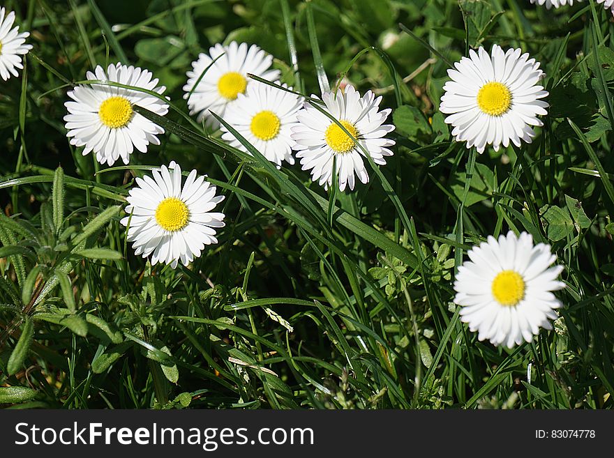 White Petal Flower Field