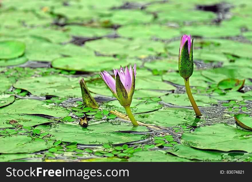 Pink and Green Flower on Water