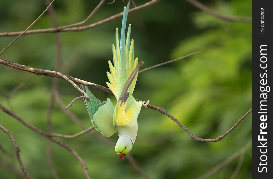 Colorful parrot perched on bare branch on sunny day. Colorful parrot perched on bare branch on sunny day.