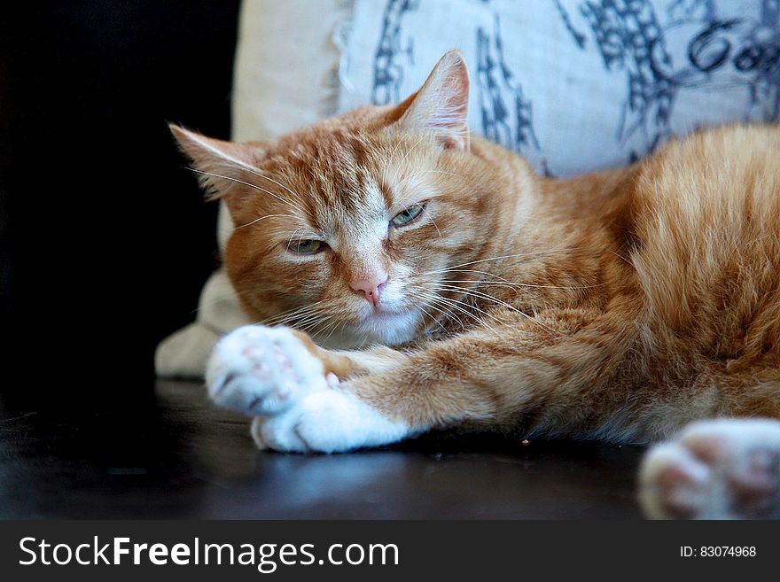 Portrait of sleepy yellow short hair domestic cat indoors. Portrait of sleepy yellow short hair domestic cat indoors.