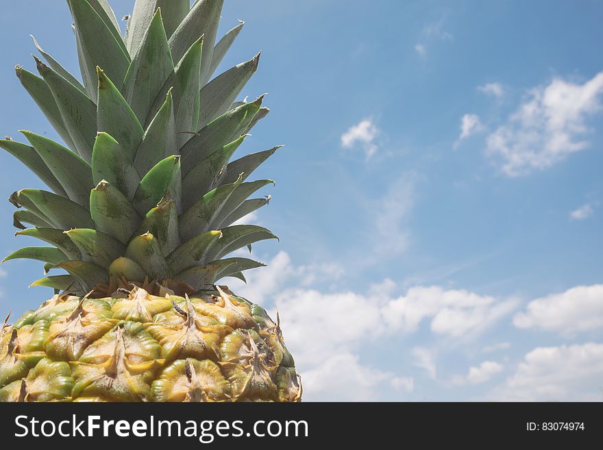 Green crown on top of fresh whole ripe pineapple against blue skies on sunny day.