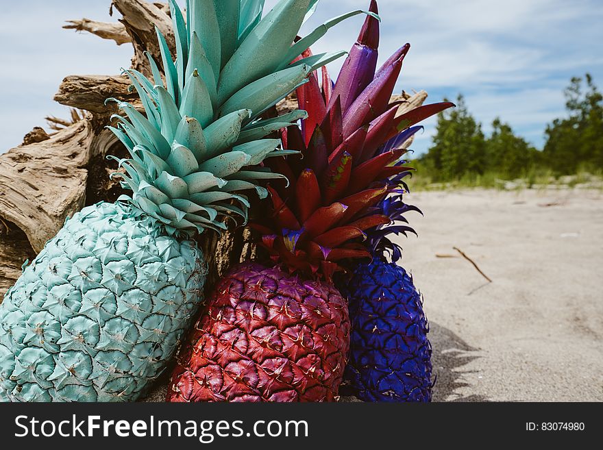 Colorful painted pineapples against driftwood on sandy beach on sunny day. Colorful painted pineapples against driftwood on sandy beach on sunny day.