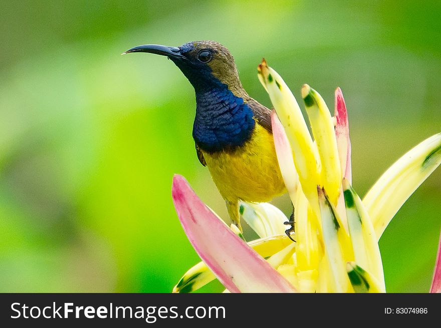 Yellow Blue and Brown Bird on the Top of Yellow Petaled Flower Photography