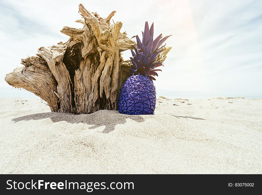 Purple pineapple against driftwood on sandy beach on sunny day. Purple pineapple against driftwood on sandy beach on sunny day.