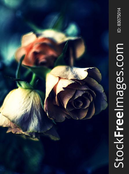 Close up of dry bouquet of rose buds. Close up of dry bouquet of rose buds.