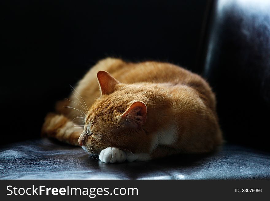 Portrait of sleeping domestic cat indoors. Portrait of sleeping domestic cat indoors.