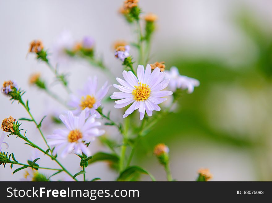 Close up of wildflowers blooming on green stem. Close up of wildflowers blooming on green stem.