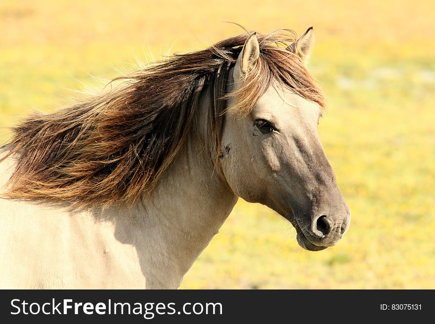 Portrait Of Horse In Pasture