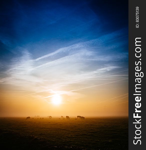 Silhouette of cows grazing in country field at sunset. Silhouette of cows grazing in country field at sunset.