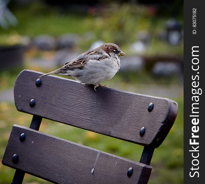 Portrait of small bird perched on back of wooden chair in sunny garden. Portrait of small bird perched on back of wooden chair in sunny garden.