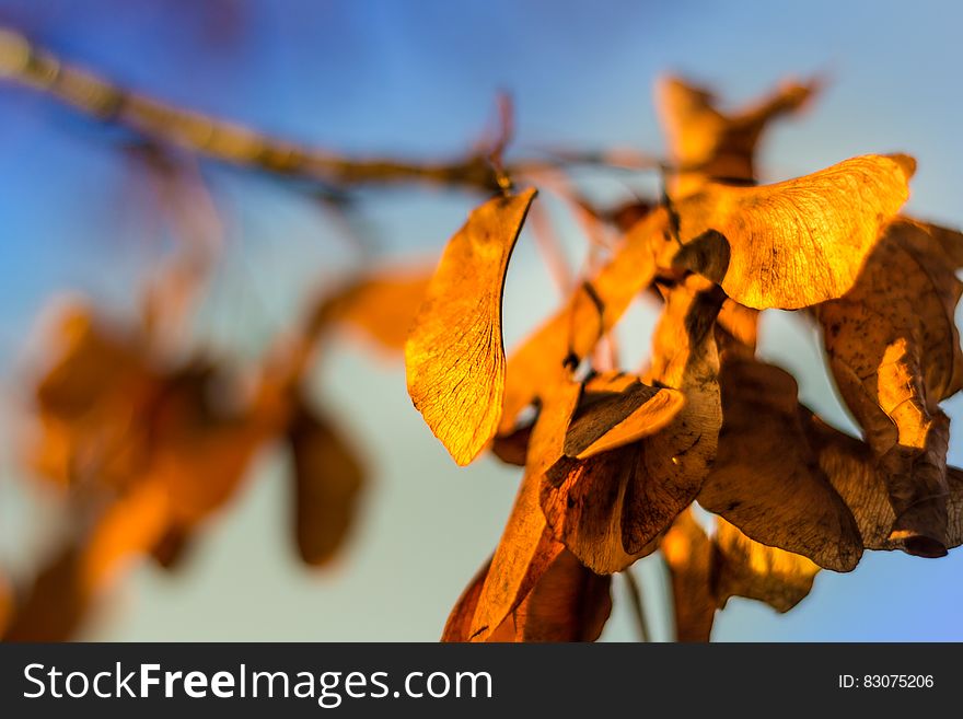 Close up of dry autumn leaves on branches against blue sunny skies.