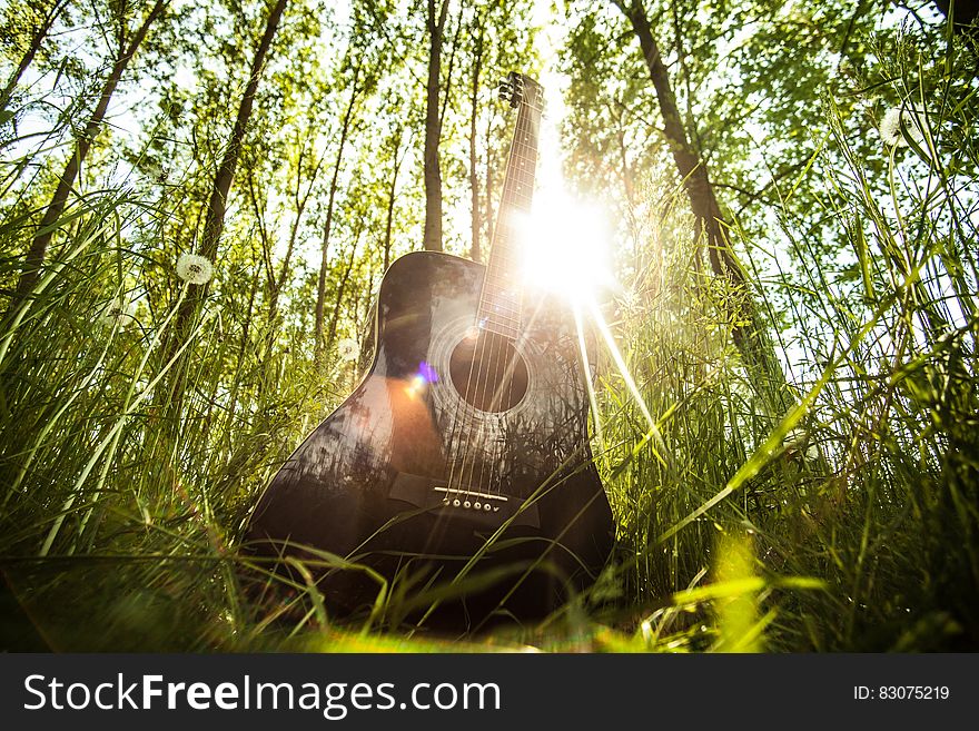 Guitar in the forest