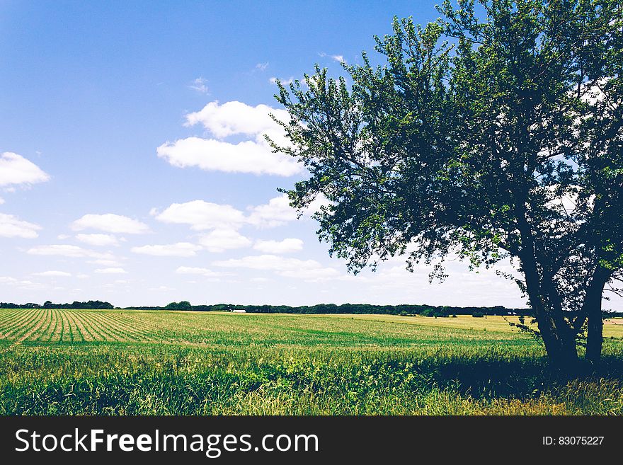 Field of agricultural crops with shade tree against blue skies on sunny day. Field of agricultural crops with shade tree against blue skies on sunny day.