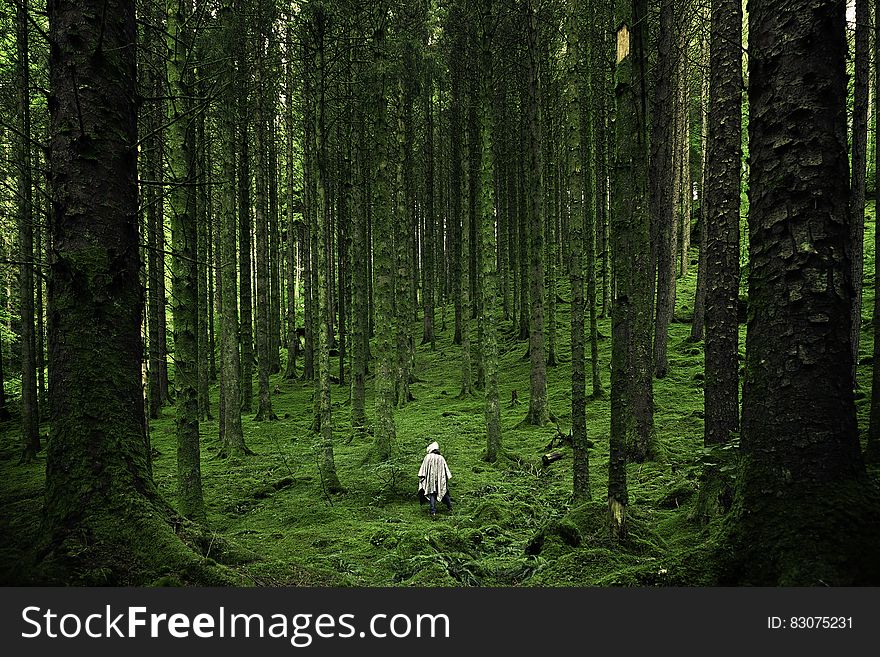 Hiker in dark green lush forest. Hiker in dark green lush forest.