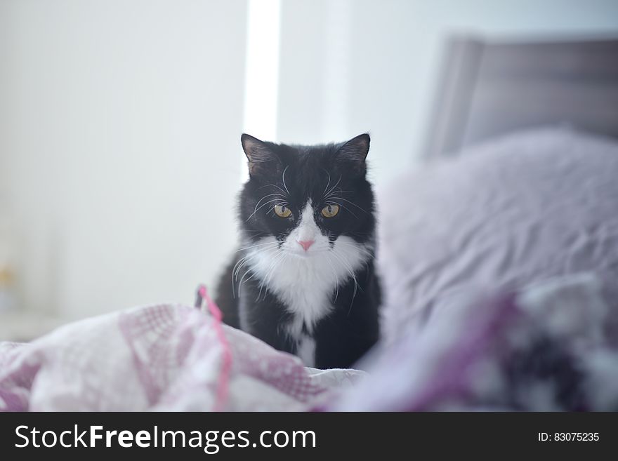 Domestic Cat On Bed