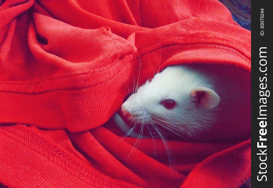 White Mouse Hiding on Red Textile
