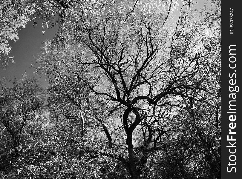 Grayscale Photography Of Trees