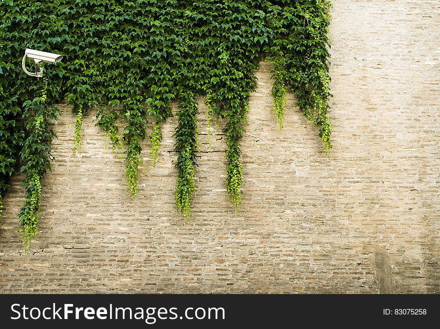 Surveillance camera mounted in ivy covering exterior wall on sunny day. Surveillance camera mounted in ivy covering exterior wall on sunny day.