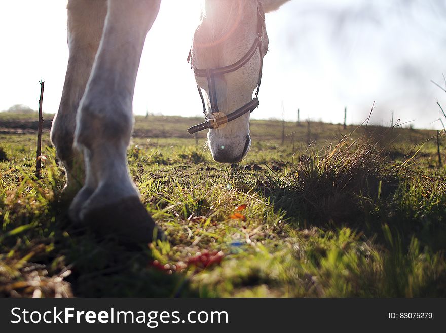 Horse Grazing In Filed