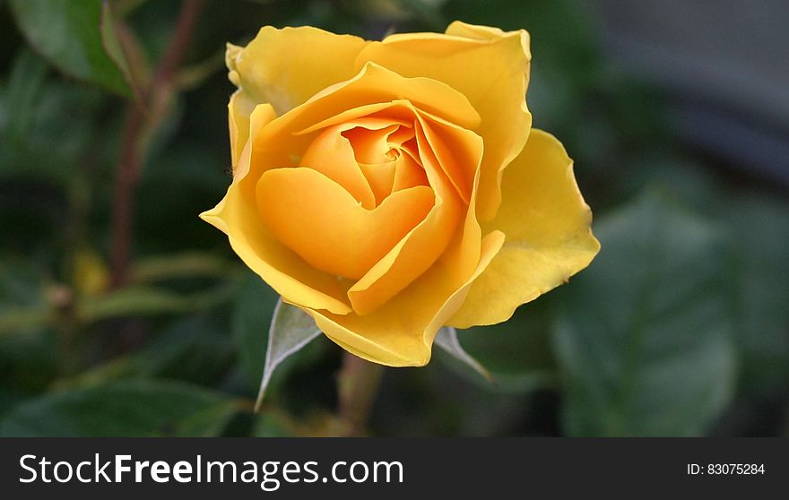 Close up of yellow rose bud in sunny garden.