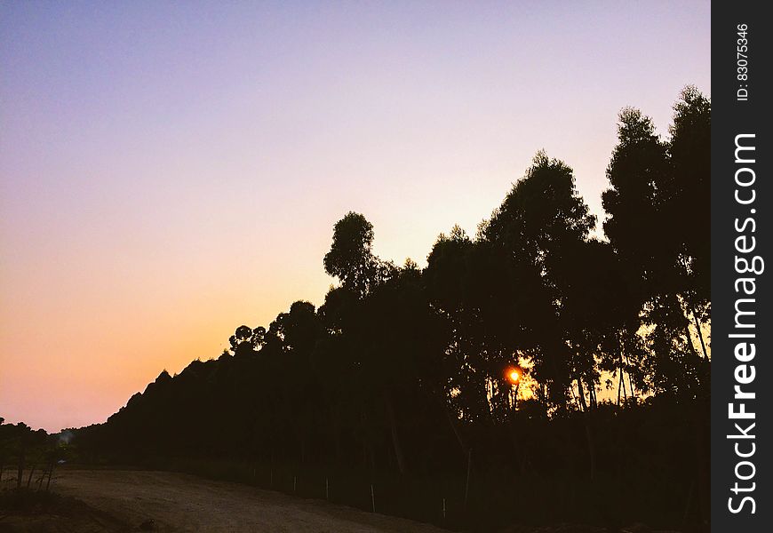 Silhouettes Of Tall Trees Near Dirt Road During Sunset