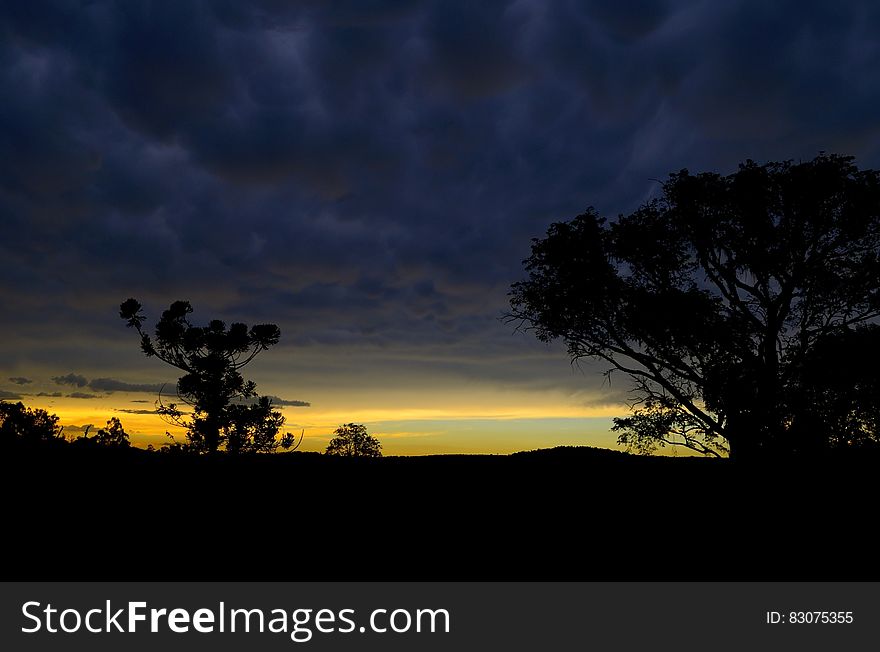 Trees Silhouette during Sunset